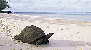 Tartaruga sulla spiaggia aldabra seychelles